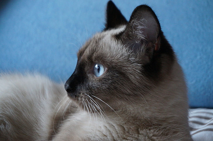 Сиамский кот, кошка, глаза, усы, взгляд, фон, красота, HD обои