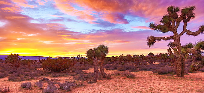 кактус в пустинята, Цветове, Запад, кактус, Пустинен югозапад, красота, пустини, Съединени американски щати, САЩ, Калифорния, Creative Commons, Canon EOS 5D Mark III, Калифорнийска пустиня, цветни, цвят, пейзаж, Джошуа дървета, Джошуа дърво, Долината на антилопата в Калифорния, залез, червено небе, изгорено, пустиня, лечение, оправдано, оправдание, битка, борба, Берлин, NS, жълто, Национален парк Долината на смъртта, Национален парк Joshua Tree, буря, цветове на дъгата, трън, Южна Калифорния , ваканция, пътуване, САЩ, естествена светлина, изгрев, здрач, списание, корица, гръмотевична буря, Canon, вечер, залез слънце, филм на Дивия Запад, местоположение, Westworld, campo, невероятен, лилав залез, оранжев, хоризонт, безкраен, Слава на Бог, ngc, природа, дърво, на открито, живопис, небе, HD тапет HD wallpaper