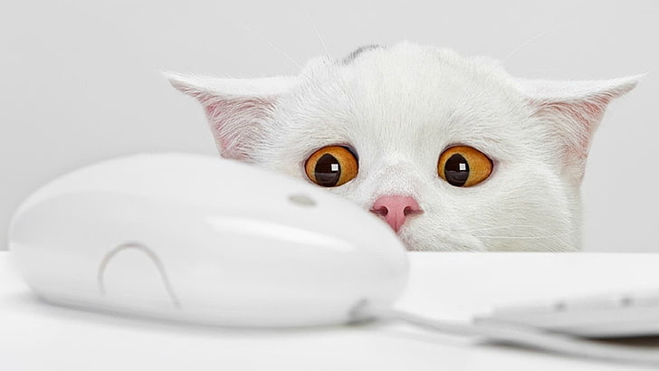 Apple Mighty Mouse, närbildfoto av vit katt som stirrar på Apple Mighty Mouse, katt, djur, vita, ljusa, orange ögon, dator, datormöss, HD tapet