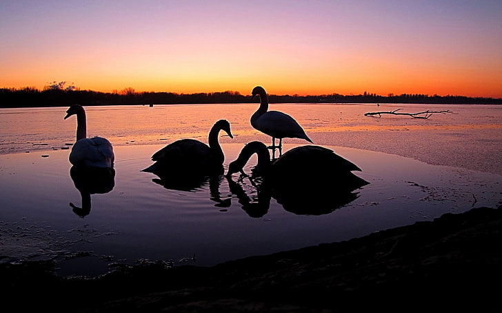 zwei Flamingos, Schwäne, Fluss, Sonnenuntergang, Vögel, HD-Hintergrundbild