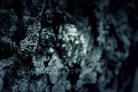 black rock, trees, tree, mood, focus, blur, texture, trunk, bark, widescreen Wallpaper, sharpness, macro, macro Wallpaper, widescreen wallpapers, HD wallpaper HD wallpaper