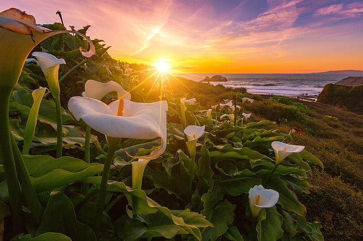 fleurs de lys calla blanc en fleur pendant la journée, lys, lys, coucher de soleil, Cala, Lys, blanc, lys calla, fleurs de lys, en fleur, jour, californie, océan, paysage marin, paysage, bains de sutro, nature, été, à l'extérieur, Fond d'écran HD