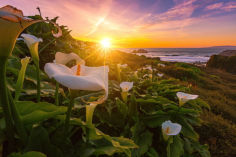 calla bianca fiori in fiore di giorno, gigli, gigli, tramonto, cala, gigli, bianco, calla, fiori di giglio, in fiore, di giorno, california, oceano, paesaggio marino, paesaggio, bagni di sutro, natura, estate, all'aperto, Sfondo HD HD wallpaper