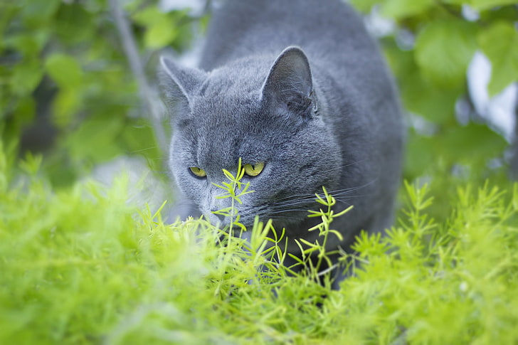 chat gris, bleu russe, chat, herbe, promenade, Fond d'écran HD