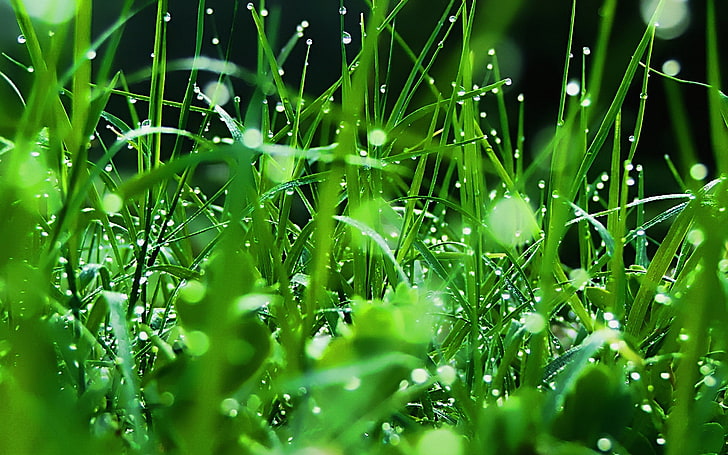 hierba verde, hierba, rocío, gotas, verde, frescura, Fondo de pantalla HD