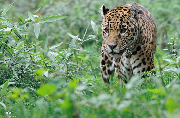 animals, feline, leopard, Bushes, HD wallpaper