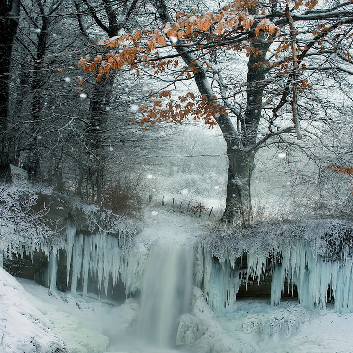 braunblättriges Baum- und Schneeeistapete, Winter, Schnee, Bäume, Eis, Natur, eingefroren, HD-Hintergrundbild
