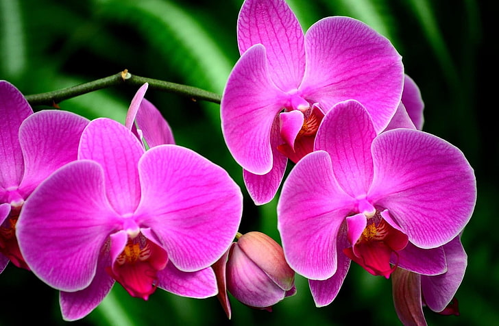 różowa ćma orchidea, orchidea, kwiat, gałąź, egzotyczny, Tapety HD