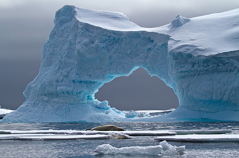 vestito floreale blu e bianco da donna, iceberg, paesaggio, natura, mare, foche, Sfondo HD HD wallpaper