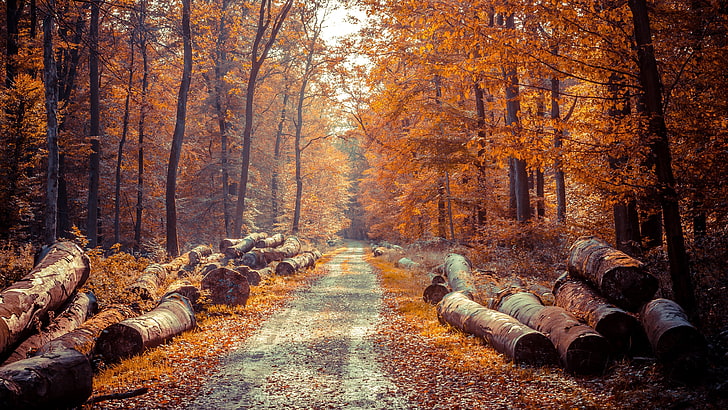 brown log lot, road, forest, leaves, trees, HD wallpaper