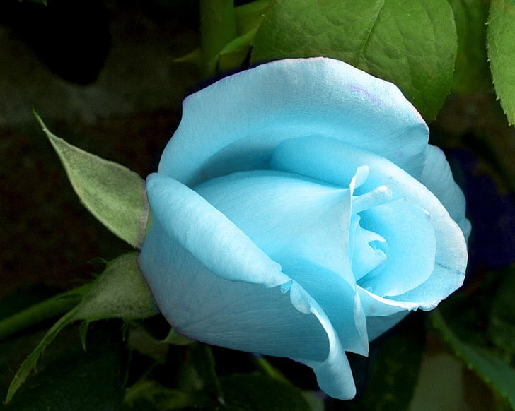 blue rose, rose, flower, bud, blue, green, HD wallpaper