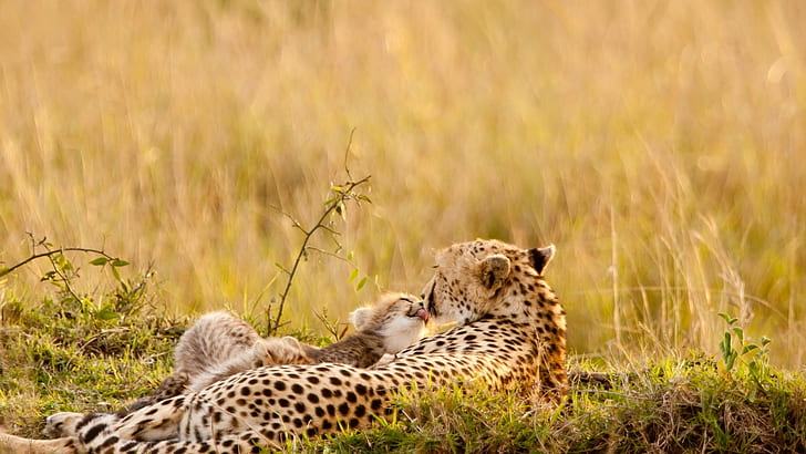 hewan, alam, margasatwa, cheetah, binatang bayi, Wallpaper HD