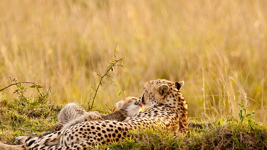zwierzęta, przyroda, dzika przyroda, gepardy, małe zwierzątka, Tapety HD HD wallpaper