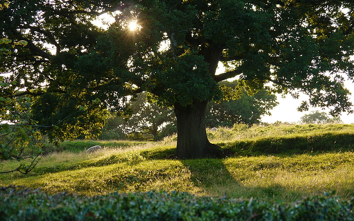 Sunlight Tree Grass HD, nature, sunlight, tree, grass, HD wallpaper