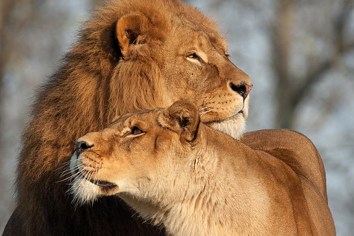 leão marrom e leoa, leão, leoa, predador, ternura, HD papel de parede