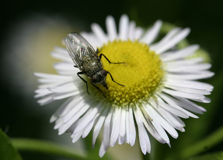 черна пчела на бяло и жълто венчелистче цвете, муха, цвете, черно, пчела, бяло, жълто, венчелистче, насекомо, макро, природа, в близък план, животно, лято, растение, цветен прашец, HD тапет