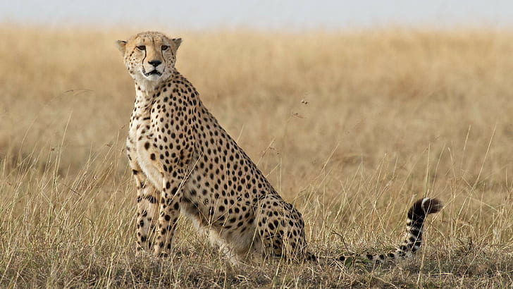 Cheetah, Cheetah  HD, HD wallpaper