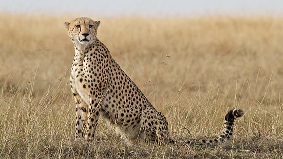 Gepard, Gepard HD, HD-Hintergrundbild HD wallpaper