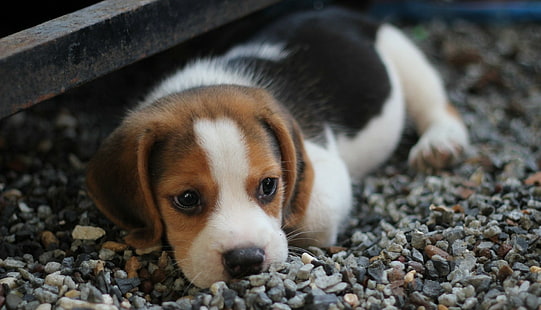 Hunde, Beagle, Tierbaby, Hund, Haustier, Welpe, HD-Hintergrundbild HD wallpaper