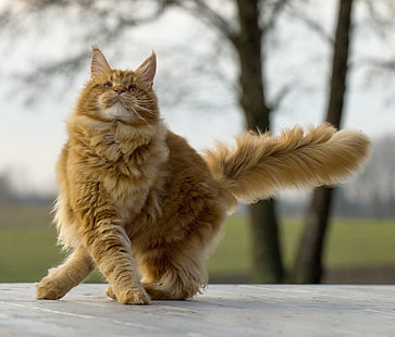 langes Fell braune Katze, Maine Coon, Katze, flauschig, cool, HD-Hintergrundbild HD wallpaper