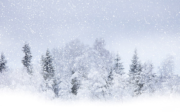 blizzard, flakes, forest, landscapes, nature, seasons, snow, snowfall, snowing, storm, trees, white, winter, HD wallpaper