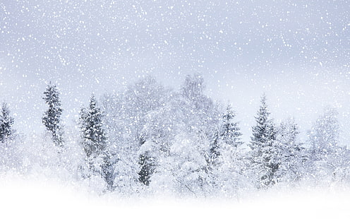 bufera di neve, fiocchi, foresta, paesaggi, natura, stagioni, neve, nevicate, nevica, tempesta, alberi, bianco, inverno, Sfondo HD HD wallpaper