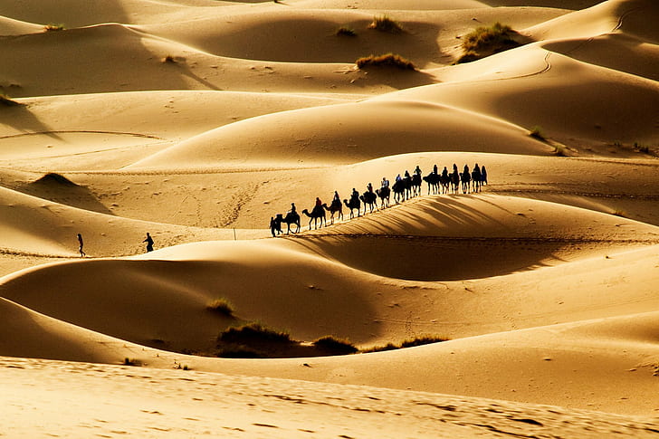 wielbłądy, karawana, pustynia, piasek, słońce, Tapety HD