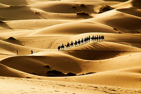 камили, каравана, пустиня, пясък, слънце, HD тапет HD wallpaper