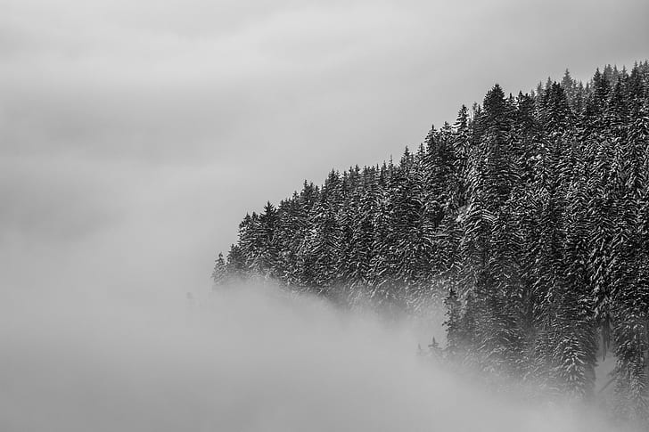 Оттенки серого и пейзажная фотография дерева в туманной обстановке, Ла Мер, оттенки серого, пейзаж, фотография, дерево, туманная, обстановка, Зима, Альгой, Обермайзельштайн, Бавария, Германия, DE, снег, облака, лес, холод, замерзший, черно-белый,монохромный, природа, на природе, туман, гора, HD обои
