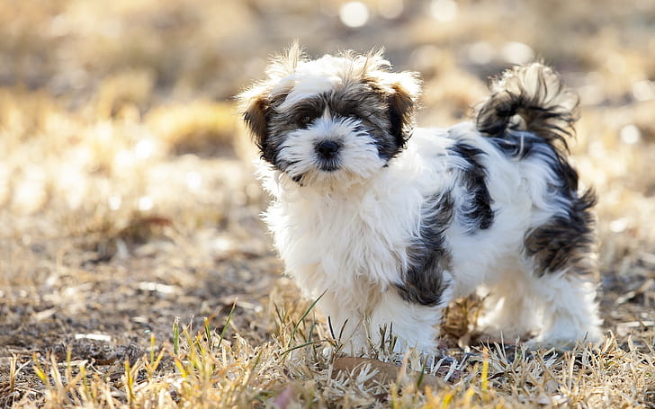 Cute Fluffy Dog, white and black shih tzu, fluffy dog, cute dog, HD wallpaper