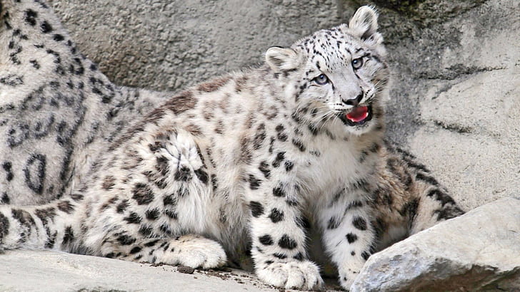 Baby, Ounce, Mouth, Rocks, Snow leopard, HD wallpaper