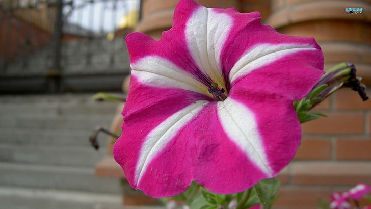 Pink & White Petunia, white, pink, petunia, nature, flower, pretty, nature and landscapes, HD wallpaper