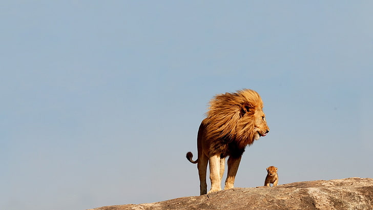 lion with baby lion, HD wallpaper