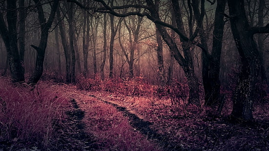 dark forest, pathway, darkness, autumn, twilight, forest, misty, trees, road, HD wallpaper HD wallpaper