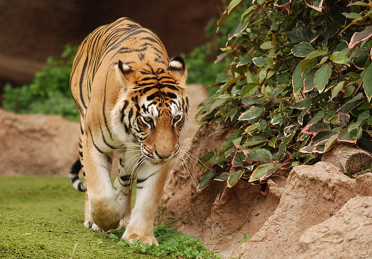 Gatos grandes, tigre, HD papel de parede