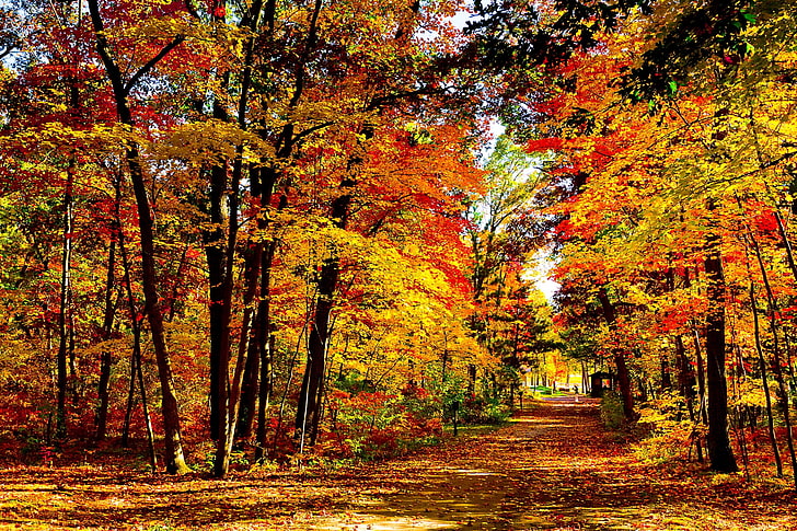 Herbstbäume, USA, Wisconsin, Holz, Herbst, Bäume, Laubfall, hell, teuer, HD-Hintergrundbild