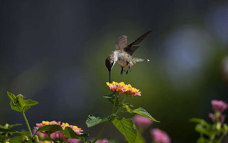 brown hummingbird, macro, bird, hummingbird, flowers, sunny, HD wallpaper