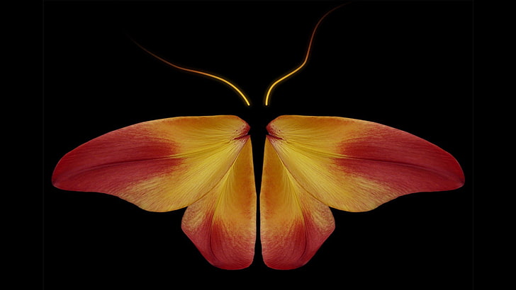 fotografi, daun, abstrak, kupu-kupu, Wallpaper HD