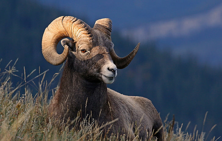 grass, nature, horns, desert bighorn sheep, HD wallpaper