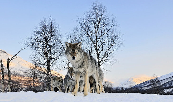 Wolf, Landschaft, Kiefern, HD-Hintergrundbild