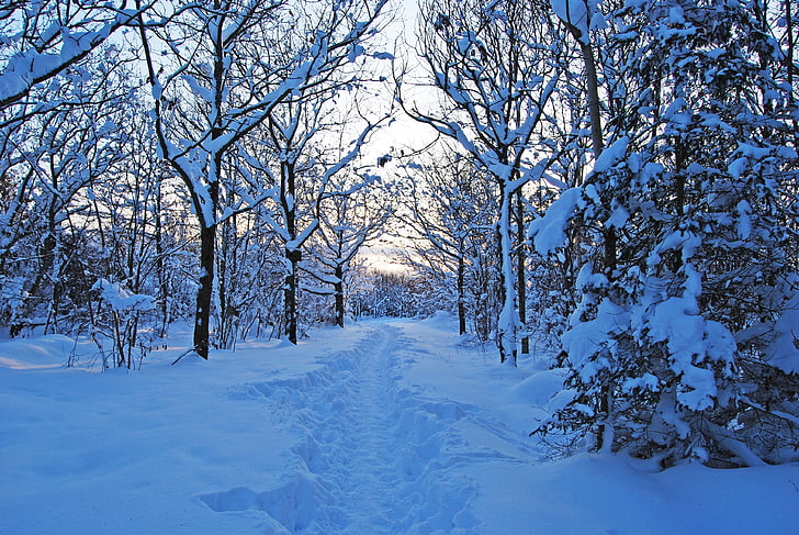 雪に覆われた森、朝、冬、雪、吹きだまり、若い成長、スウェーデン、 HDデスクトップの壁紙