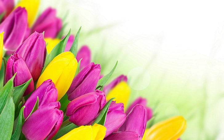 tulips, flowers, bouquets, HD wallpaper