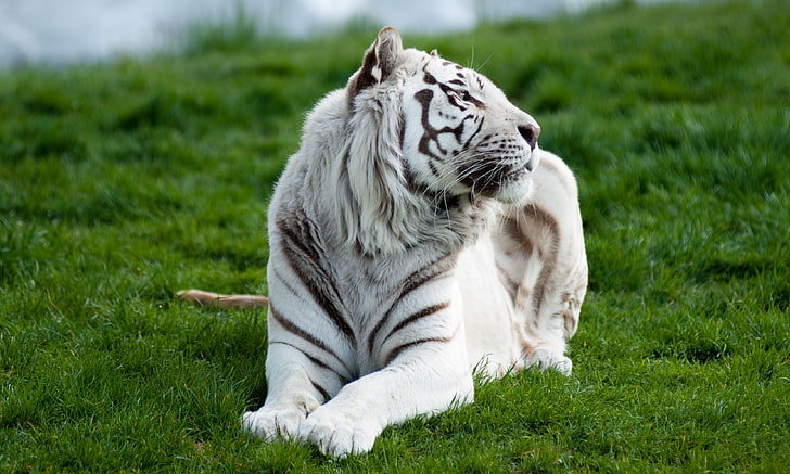 weißer Tiger, Tiger, Albino, Gras, Lüge, Fleischfresser, große Katze, HD-Hintergrundbild