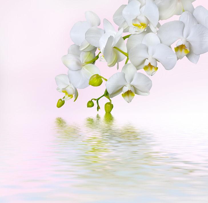 white flowers, macro, flowers, beauty, white, orchids, Orchid, Phalaenopsis, petals, tenderness, branch, мacro, HD wallpaper