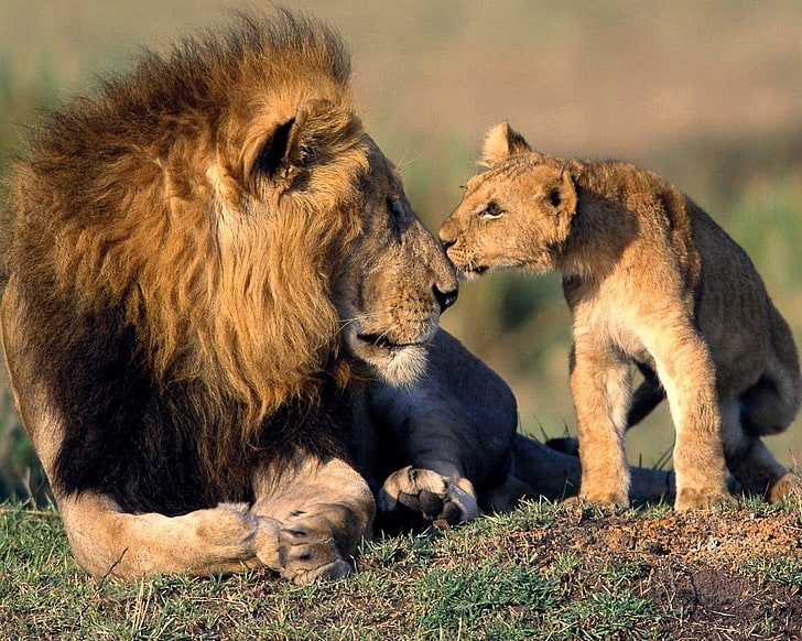 lion et ourson brun, lion, Afrique, bébés animaux, animaux, Fond d'écran HD