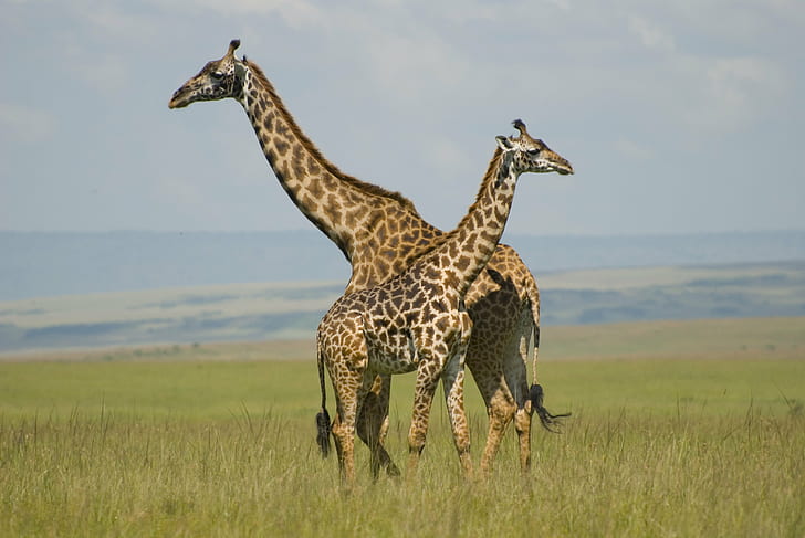 dois girafa no campo de grama, girafas, masai mara, quênia, girafas, masai mara, quênia, girafas, Masai Mara, Quênia, girafa, grama, campo, férias, Nikon D80, Nikon D80, África, safari, Masai Mara, animais selvagenssafari animais, natureza, savana, animais, animais selvagens, mamífero, leste da África, planície, parque nacional, ao ar livre, HD papel de parede
