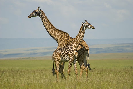 два жирафа в тревно поле, жирафи, масаи мара, кения, жирафи, масаи мара, кения, жирафи, масаи мара, кения, жирафи, трева, поле, празнична ваканция, Nikon D80, Nikon D80, Африка, сафари, масаи мара, дива природа , сафари Животни, природа, савана, животно, животни в дивата природа, бозайник, източна Африка, равнина, национален парк, на открито, HD тапет HD wallpaper