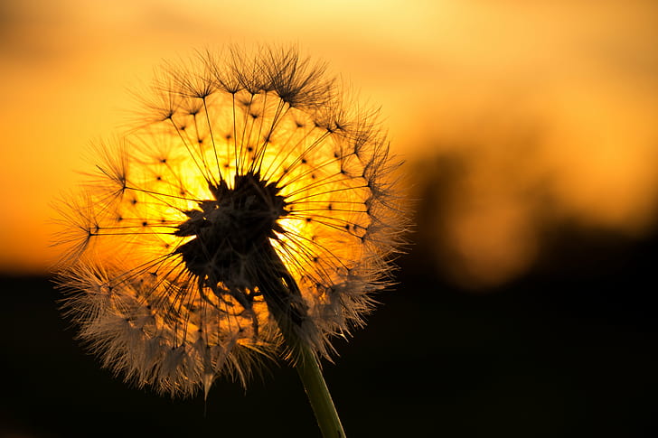 macro shot of white Dandelion flower, Ein, macro shot, white, Dandelion, flower, 6D, Canon, Harz, Löwenzahn, Sonne, Sommer, mm, nature, summer, plant, yellow, seed, close-up, sunset, outdoors, HD wallpaper