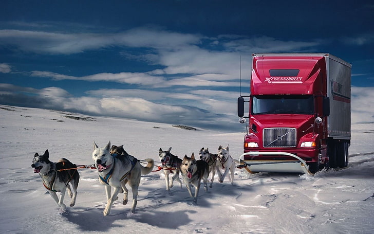 invierno nieve coches humor perros camiones lobos 1920x1200 Animales Perros HD Art, Invierno, nieve, Fondo de pantalla HD
