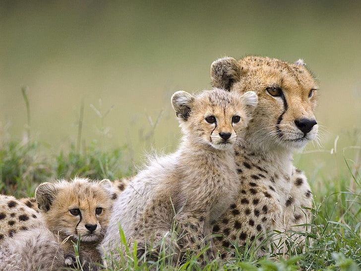 three cheetah, predator, kittens, wild cats, CHEETAH, HD wallpaper